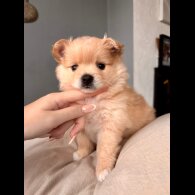 Pomeranian - Both