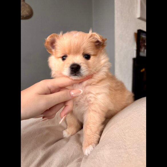 Pomeranian - Both