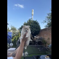 Pomeranian - Both