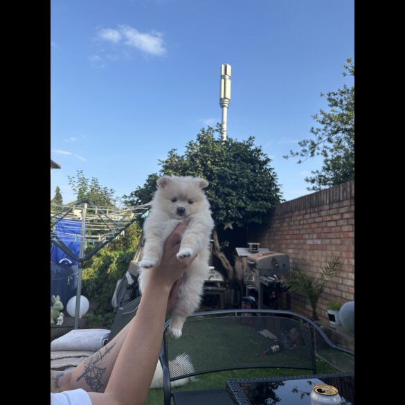 Pomeranian - Both