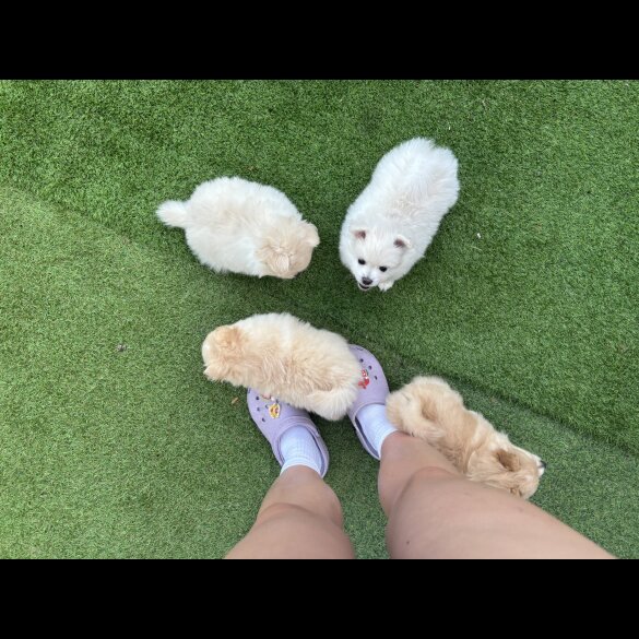 Pomeranian - Both