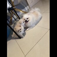 Pomeranian - Both