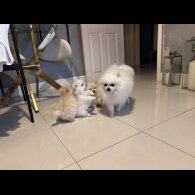 Pomeranian - Both