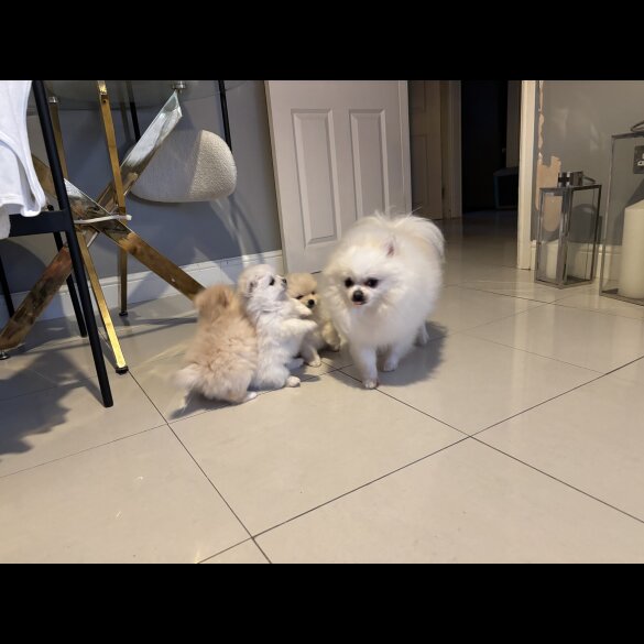 Pomeranian - Both