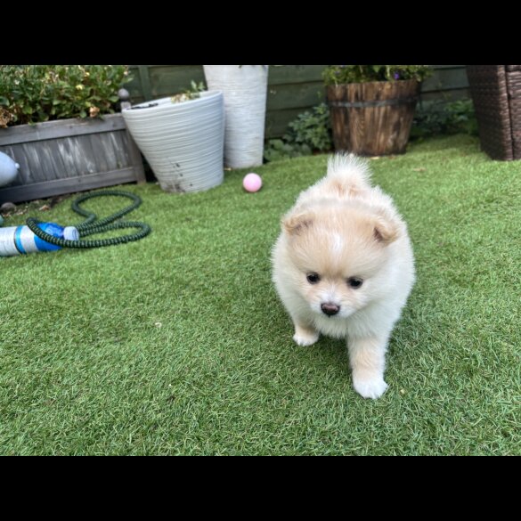 Pomeranian - Both