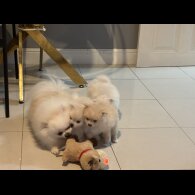 Pomeranian - Both