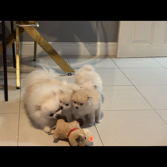 Pomeranian - Both
