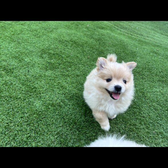 Pomeranian - Both