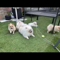 Pomeranian - Both