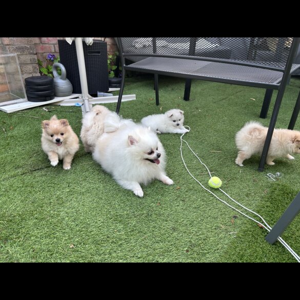 Pomeranian - Both