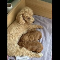 Poochon - Dogs