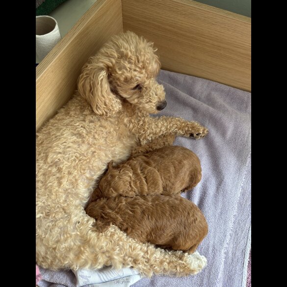 Poochon - Dogs