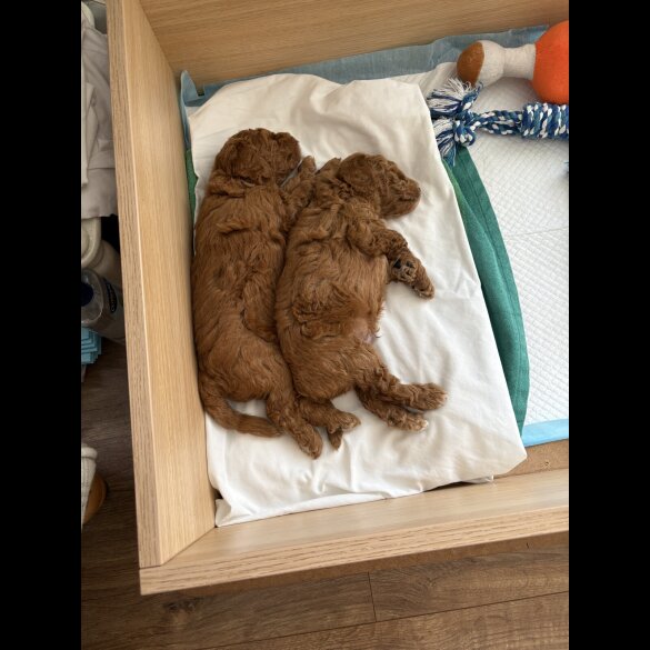 Poochon - Dogs