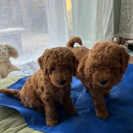 Poochon - Dogs