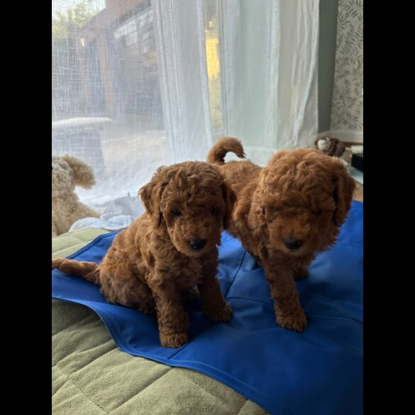 Poochon - Dogs