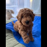 Poochon - Dogs