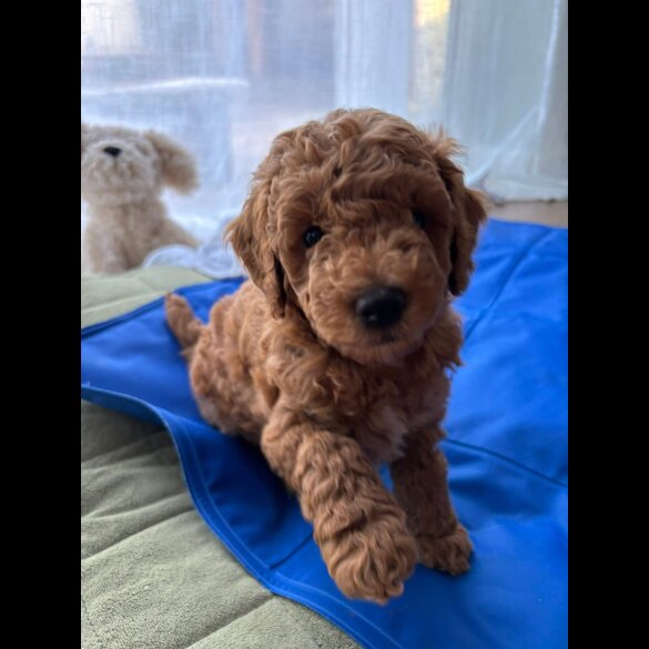 Poochon - Dogs