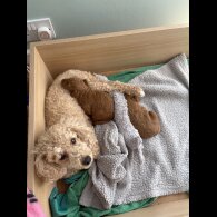 Poochon - Dogs