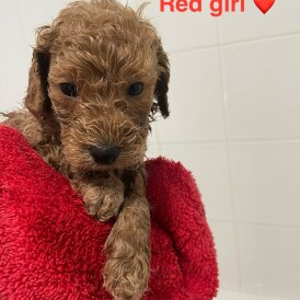 Poochon - Both
