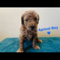 Poochon - Both