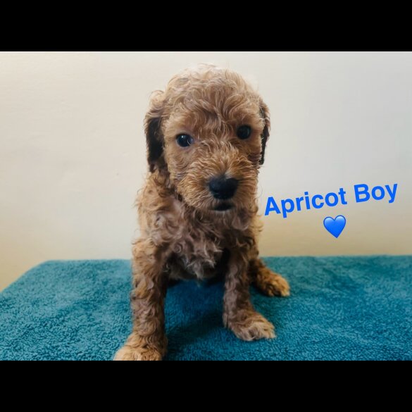 Poochon - Both