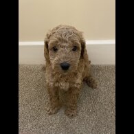 Poochon - Both