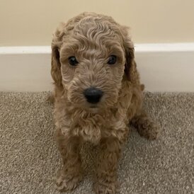 Poochon - Both