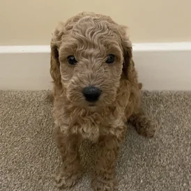 Poochon - Both