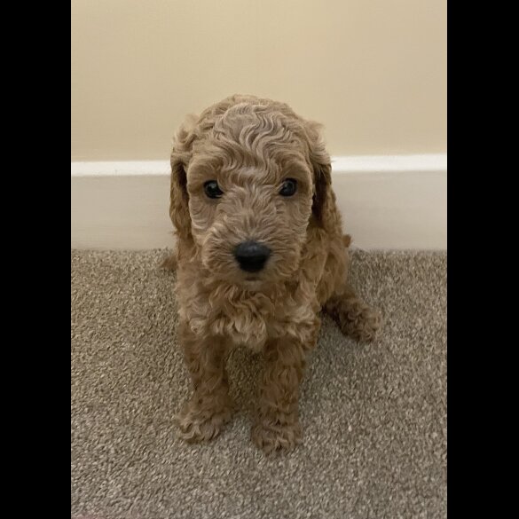 Poochon - Both