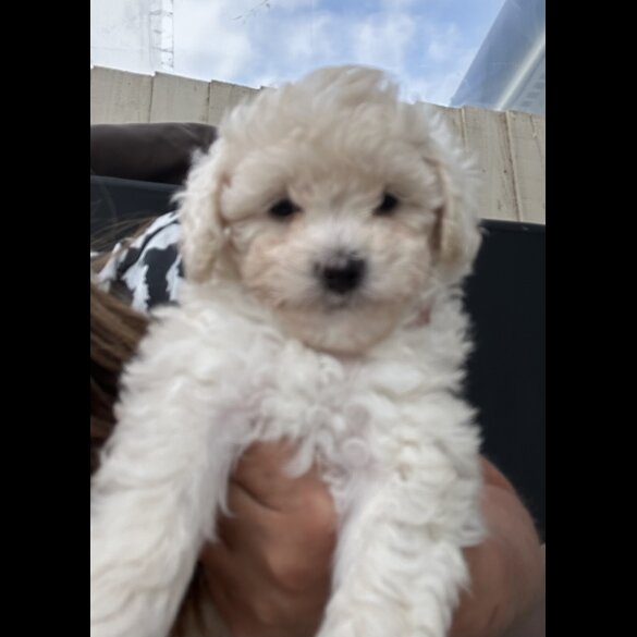 Poochon - Both
