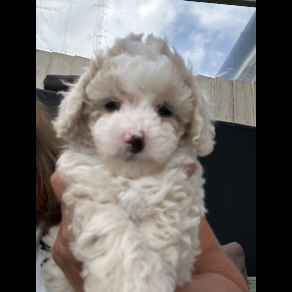 Poochon - Both