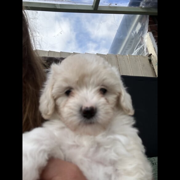 Poochon - Both