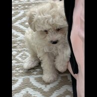 Poochon - Both