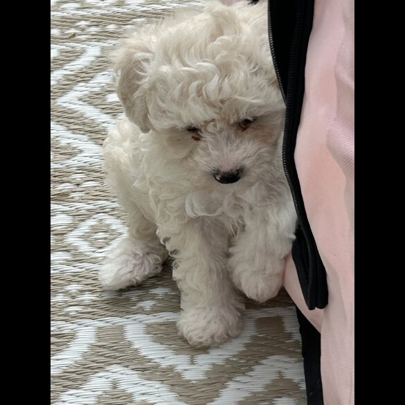 Poochon - Both