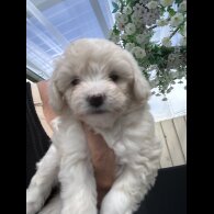 Poochon - Both