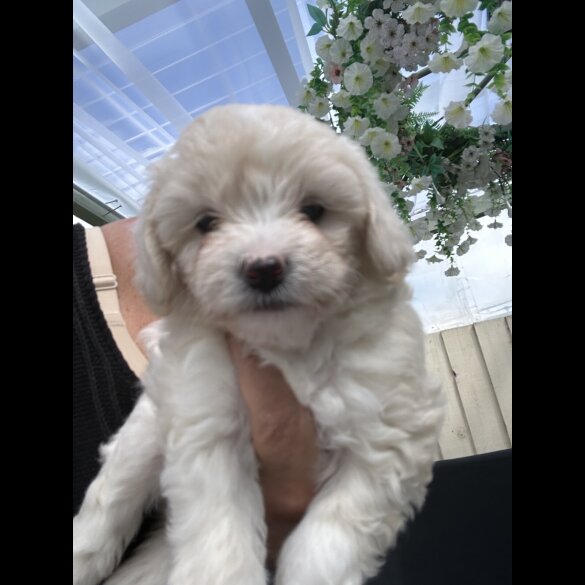 Poochon - Both