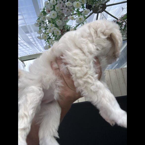 Poochon - Both
