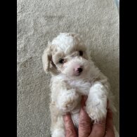 Poochon - Both