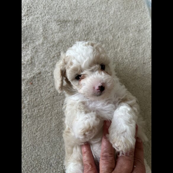 Poochon - Both