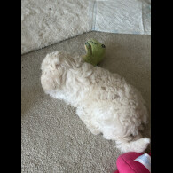 Poochon - Both