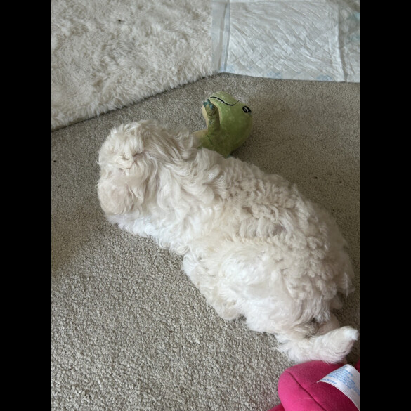 Poochon - Both