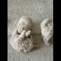 Poochon - Both