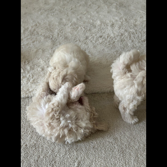 Poochon - Both