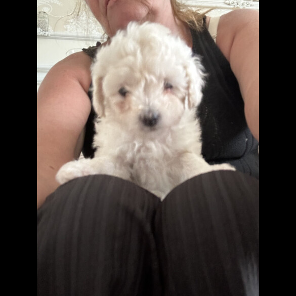 Poochon - Both