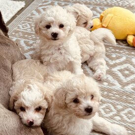 Poochon - Both
