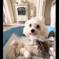 Poochon - Both