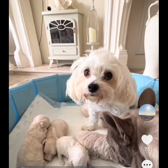 Poochon - Both