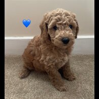 Poochon - Both