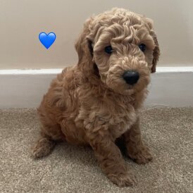 Poochon - Both