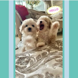 Poochon - Both